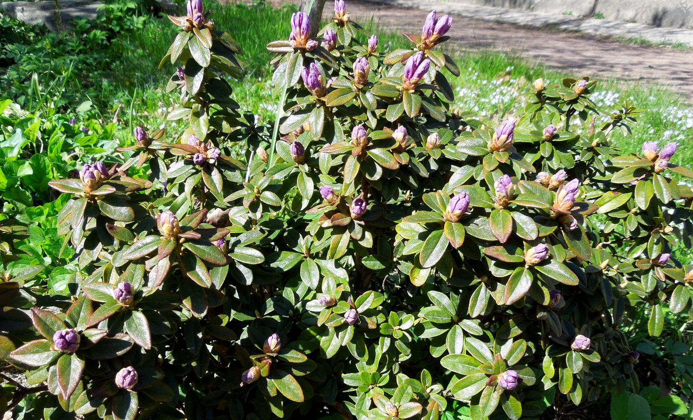 Image of Rhododendron ledebourii specimen.