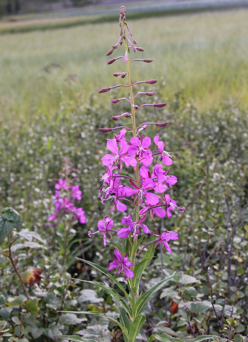 Изображение особи Chamaenerion angustifolium.