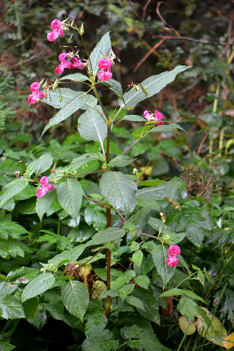 Изображение особи Impatiens glandulifera.