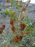 Glycyrrhiza shiheziensis. Верхушка плодоносящего растения. Казахстан, Заилиский Алатау, горы Бокайдынтау, перевал Кок-Пек. 02.09.2010.