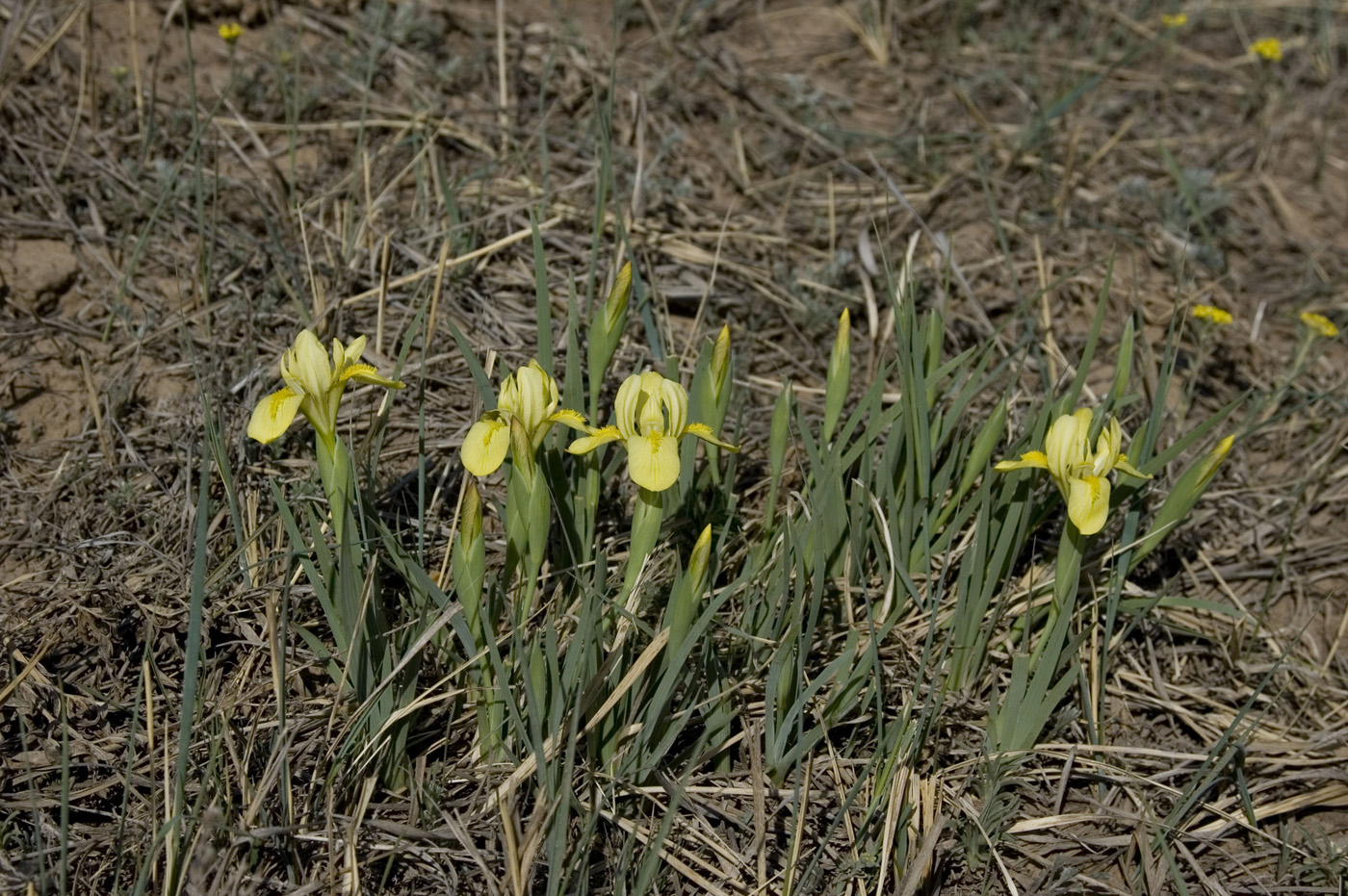 Image of Iris humilis specimen.