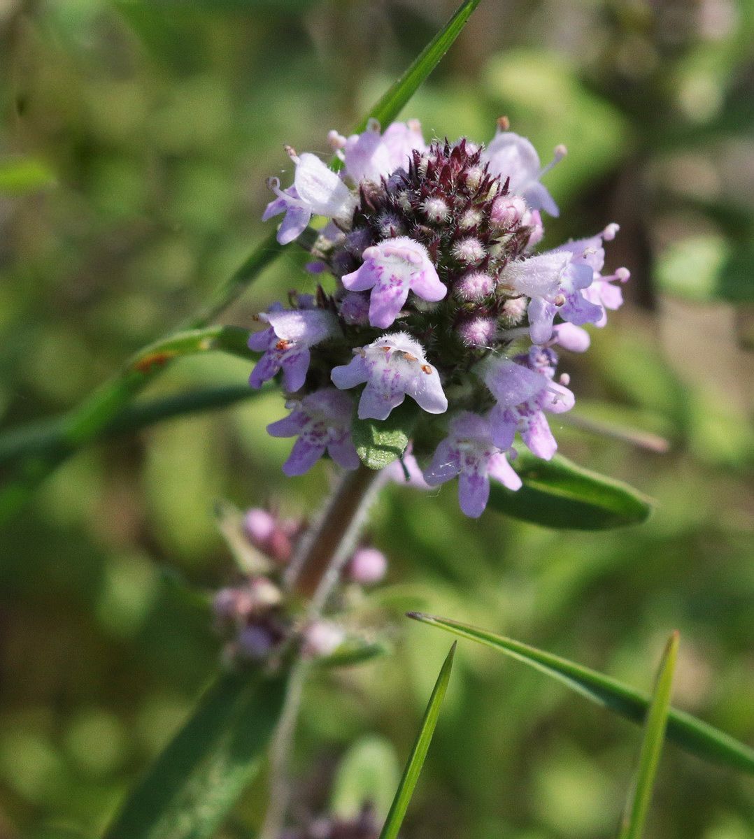 Image of Thymus marschallianus specimen.