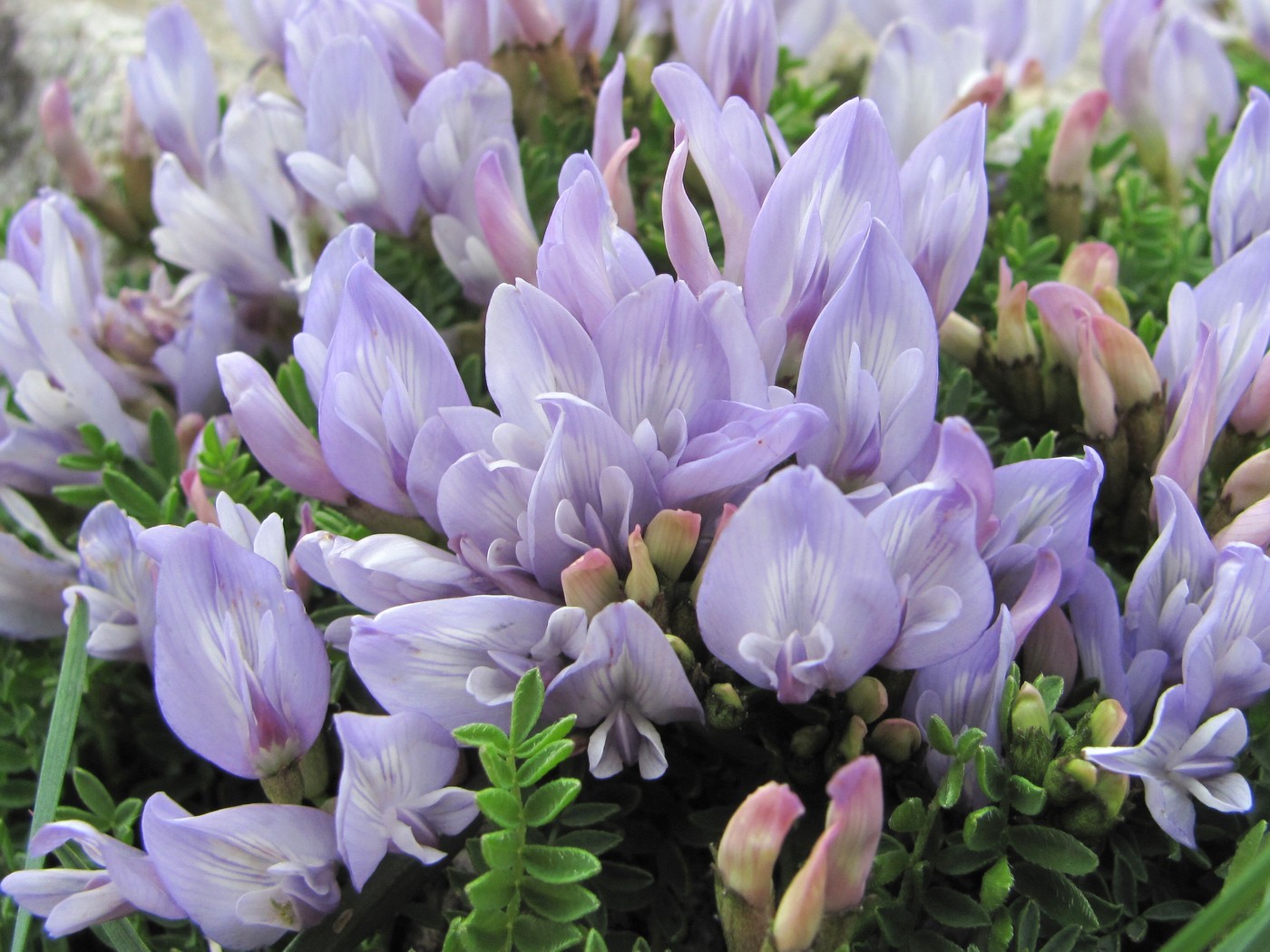 Image of Astragalus levieri specimen.