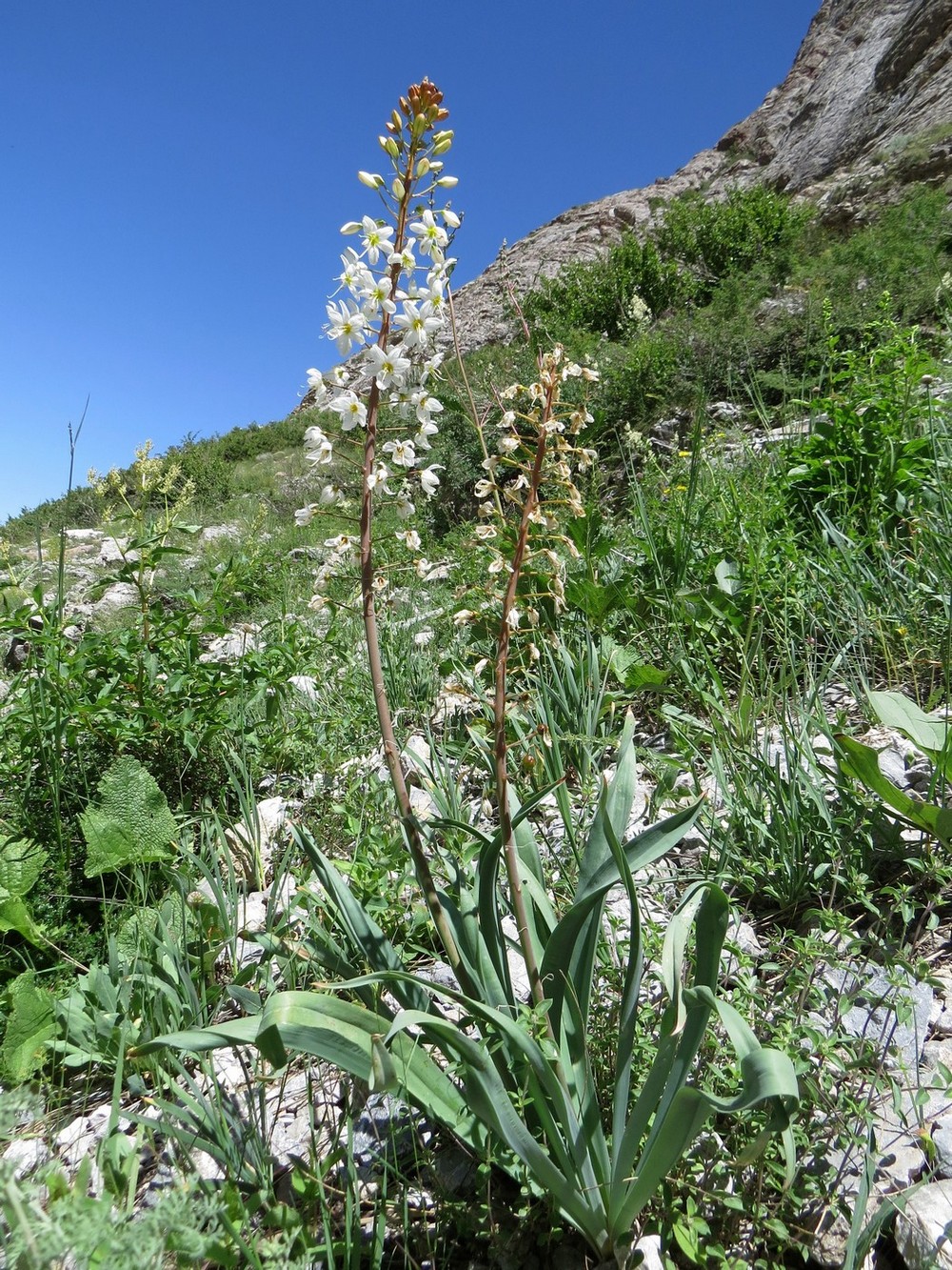 Image of Eremurus lactiflorus specimen.