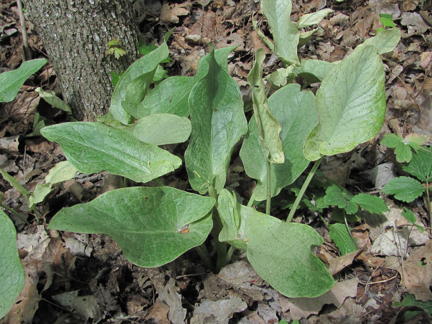 Image of Arum maculatum specimen.