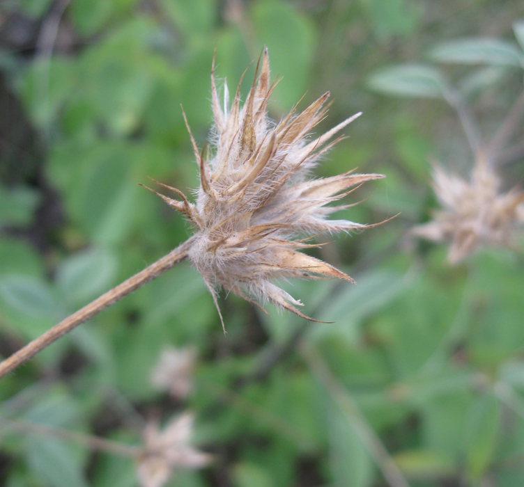 Изображение особи Psoralea bituminosa ssp. pontica.