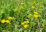 Potentilla umbrosa