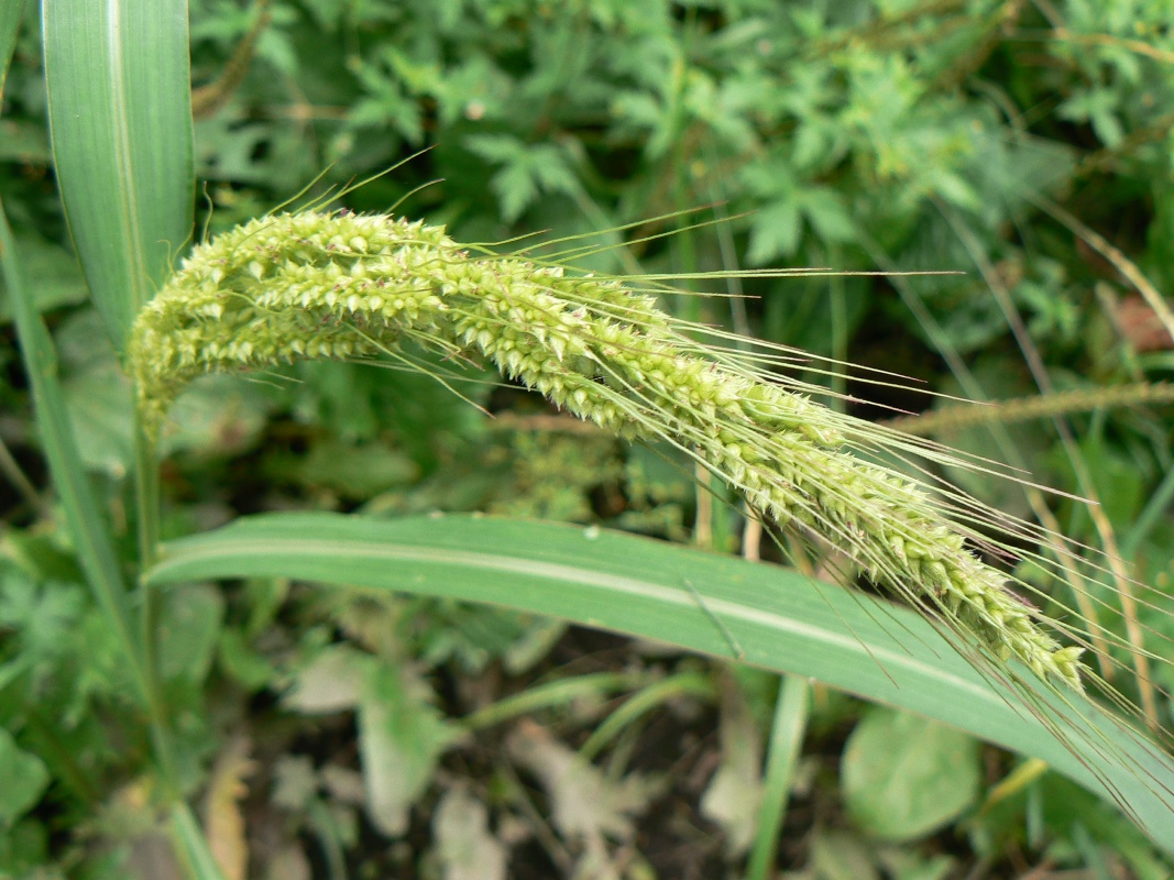 Ежовник отзывы. Ежовник обыкновенный. Ежовник куриное просо. Echinochloa Crus-Galli. Ежовник хлебный.