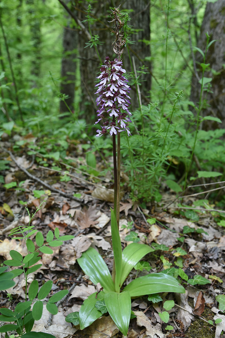 Image of Orchis purpurea specimen.