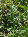 Erodium cicutarium. Лист. Магаданская обл., Ольский р-н, окр. пгт Ола, заброшенное поле. 03.08.2021.