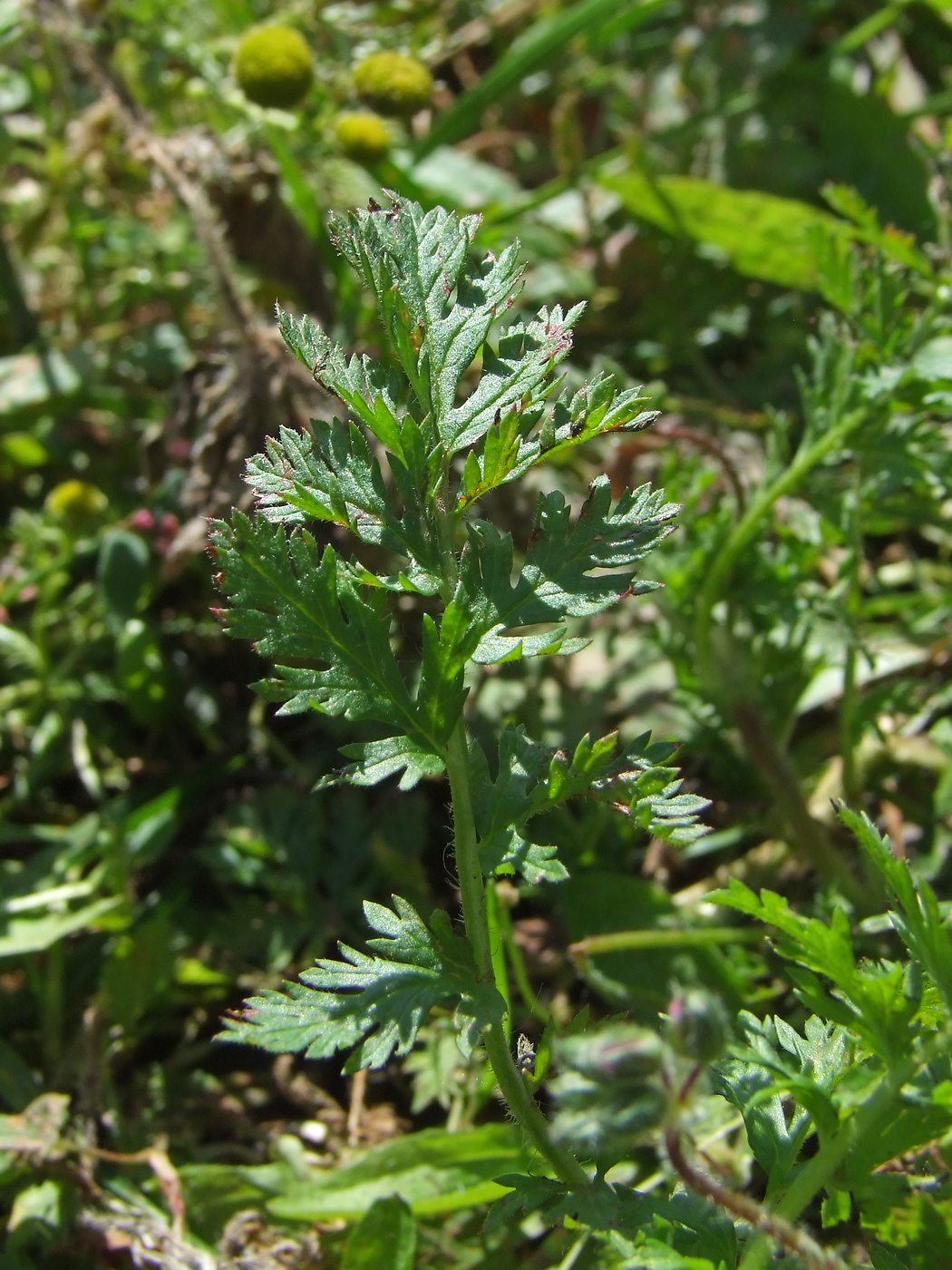 Image of Erodium cicutarium specimen.