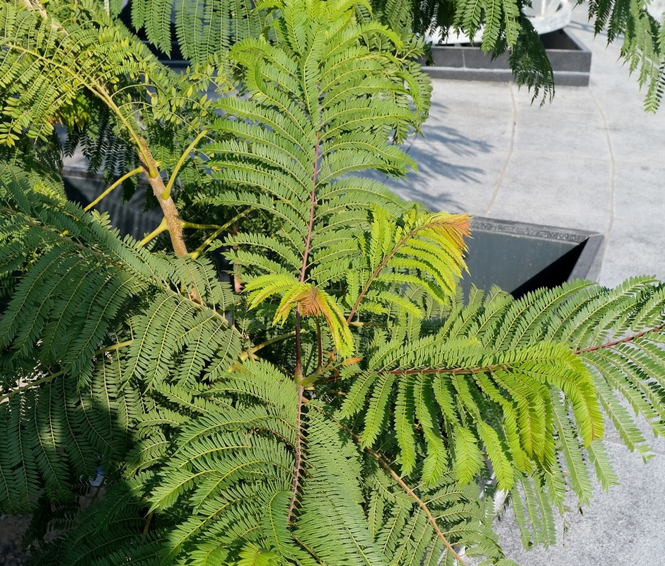 Image of Jacaranda mimosifolia specimen.