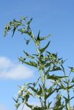 Atriplex sagittata