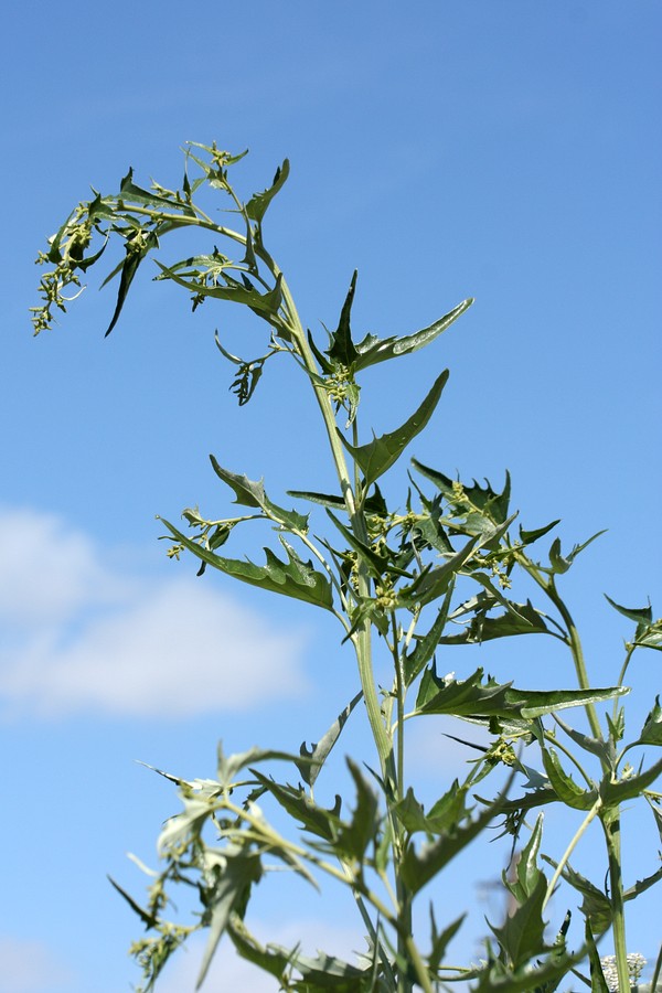 Image of Atriplex sagittata specimen.