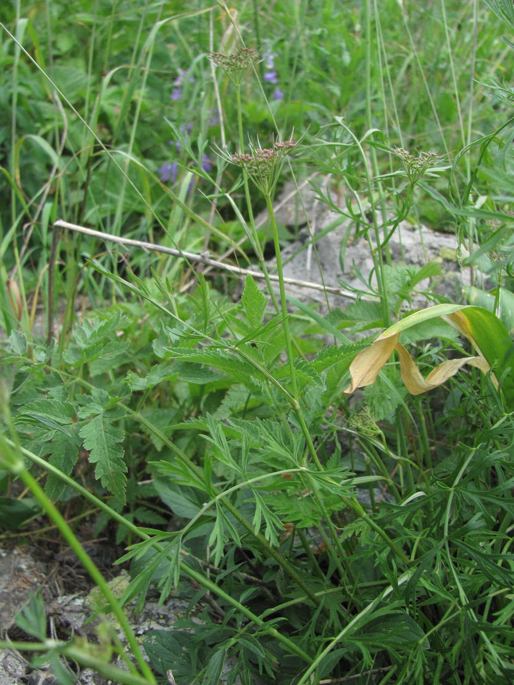 Изображение особи Peucedanum pschawicum.