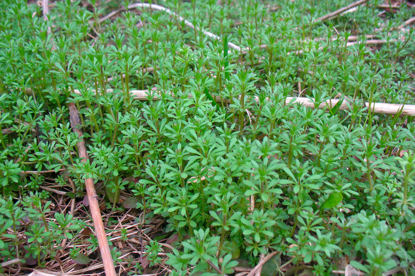 Изображение особи Galium aparine.