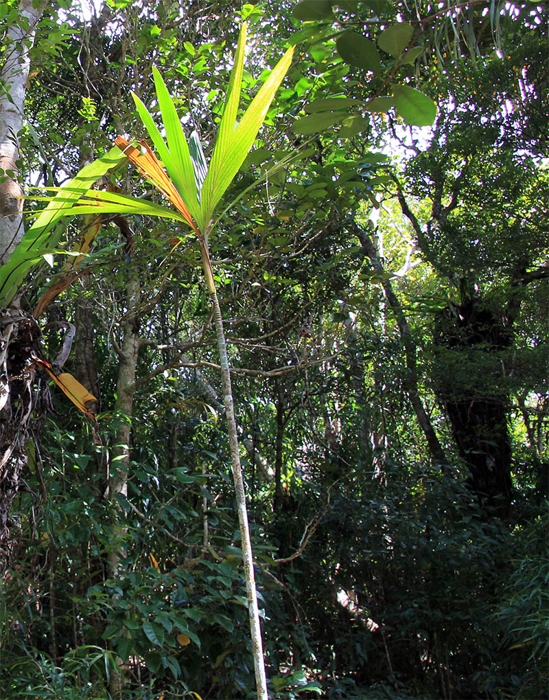 Image of familia Arecaceae specimen.