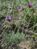 Astragalus falcigerus