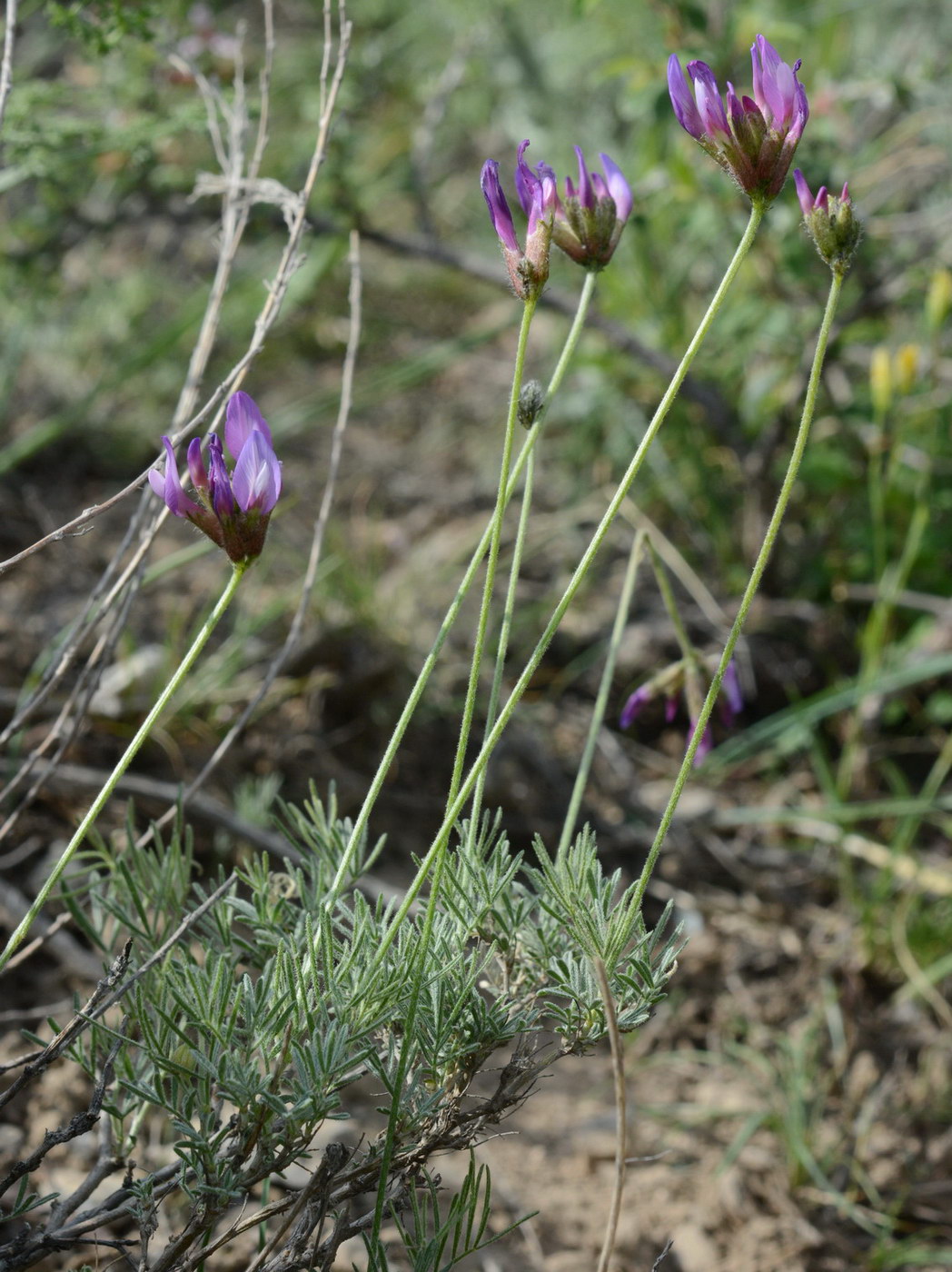 Image of Astragalus falcigerus specimen.