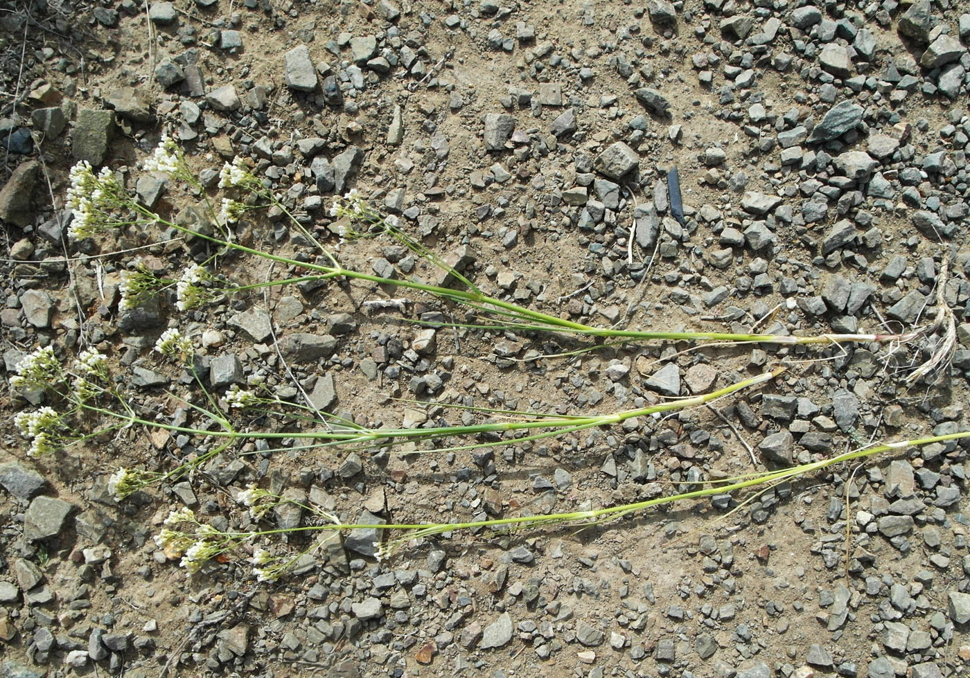 Image of Eremogone longifolia specimen.