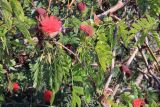 Calliandra haematocephala. Листья и соцветия. Китай, провинции Юньнань, р-н Сишуанбаньна, национальный парк \"Xishuangbanna Wild Elephant Valley\" (\"Долина диких слонов\"). 28.02.2017.