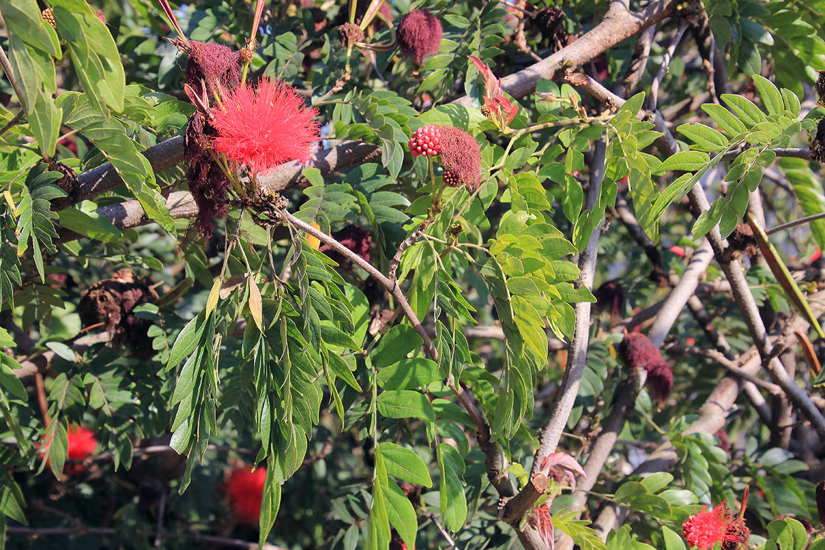 Изображение особи Calliandra haematocephala.