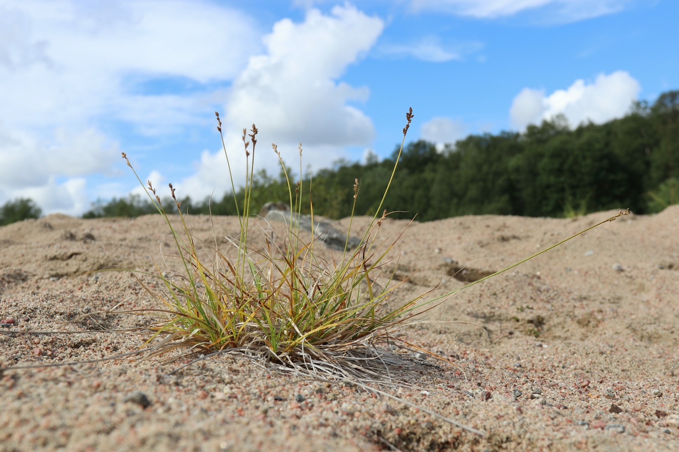 Изображение особи Carex brunnescens.