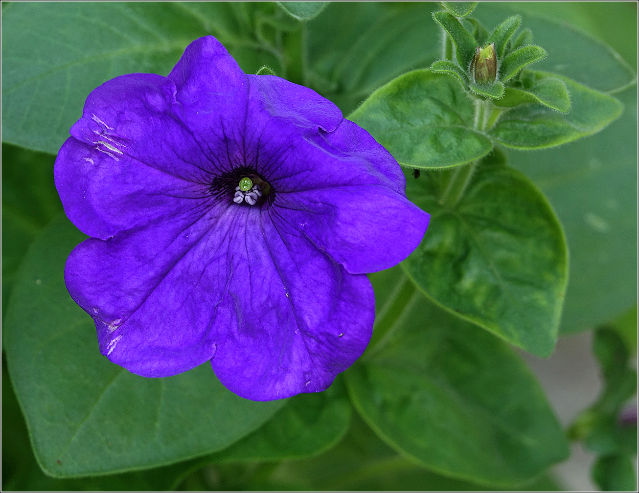 Изображение особи Petunia &times; hybrida.