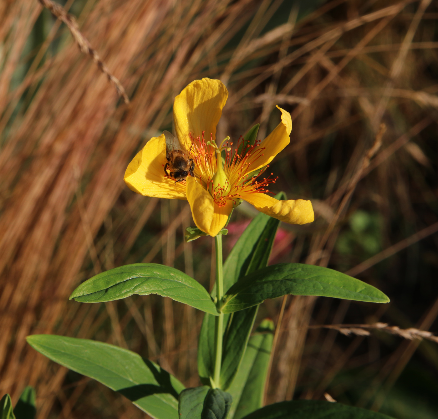 Image of Hypericum ascyron specimen.