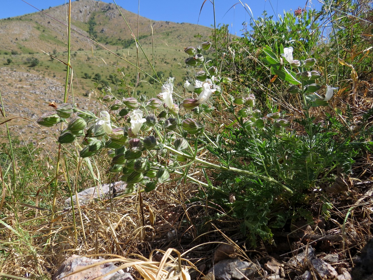 Image of Salvia trautvetteri specimen.