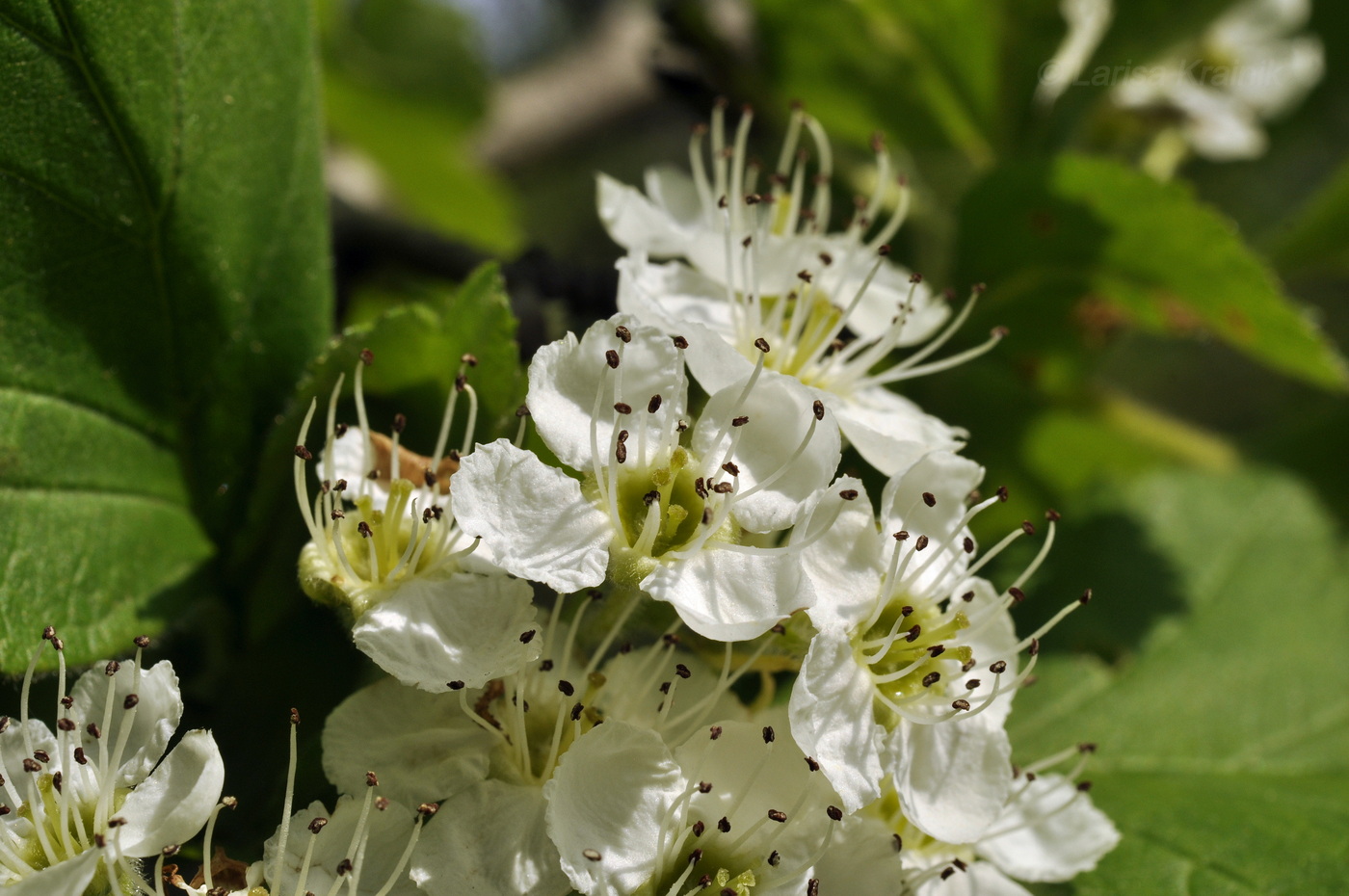 Изображение особи Crataegus maximowiczii.