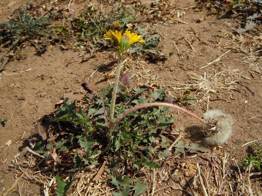 Image of genus Taraxacum specimen.