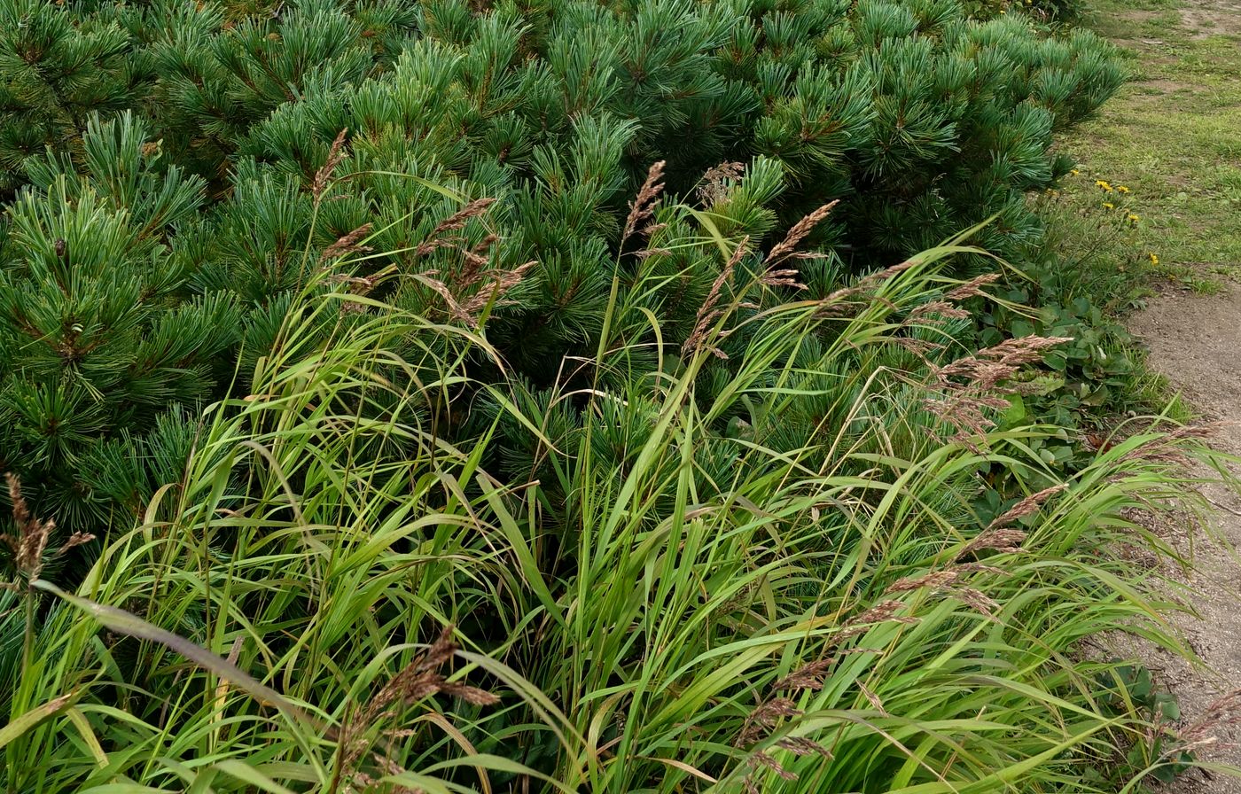 Image of Calamagrostis purpurea specimen.