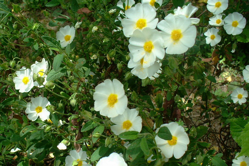 Image of Cistus salviifolius specimen.