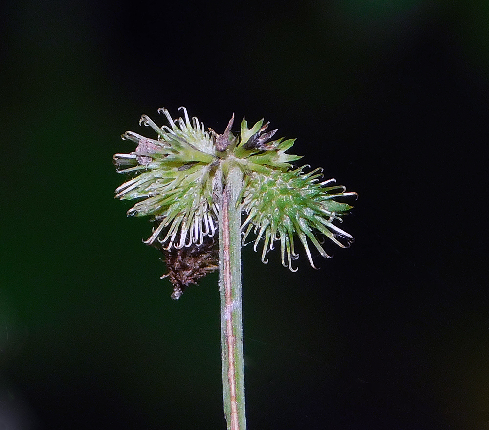 Image of Sanicula europaea specimen.