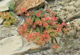 Euphorbia petrophila