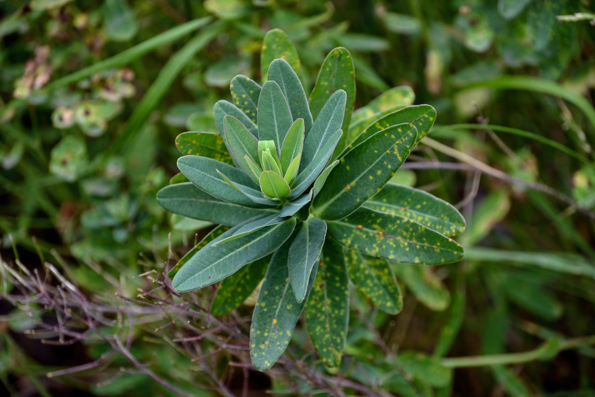 Изображение особи Euphorbia glaberrima.