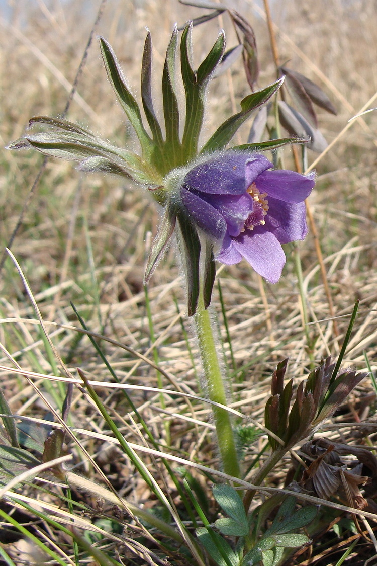 Изображение особи Pulsatilla dahurica.