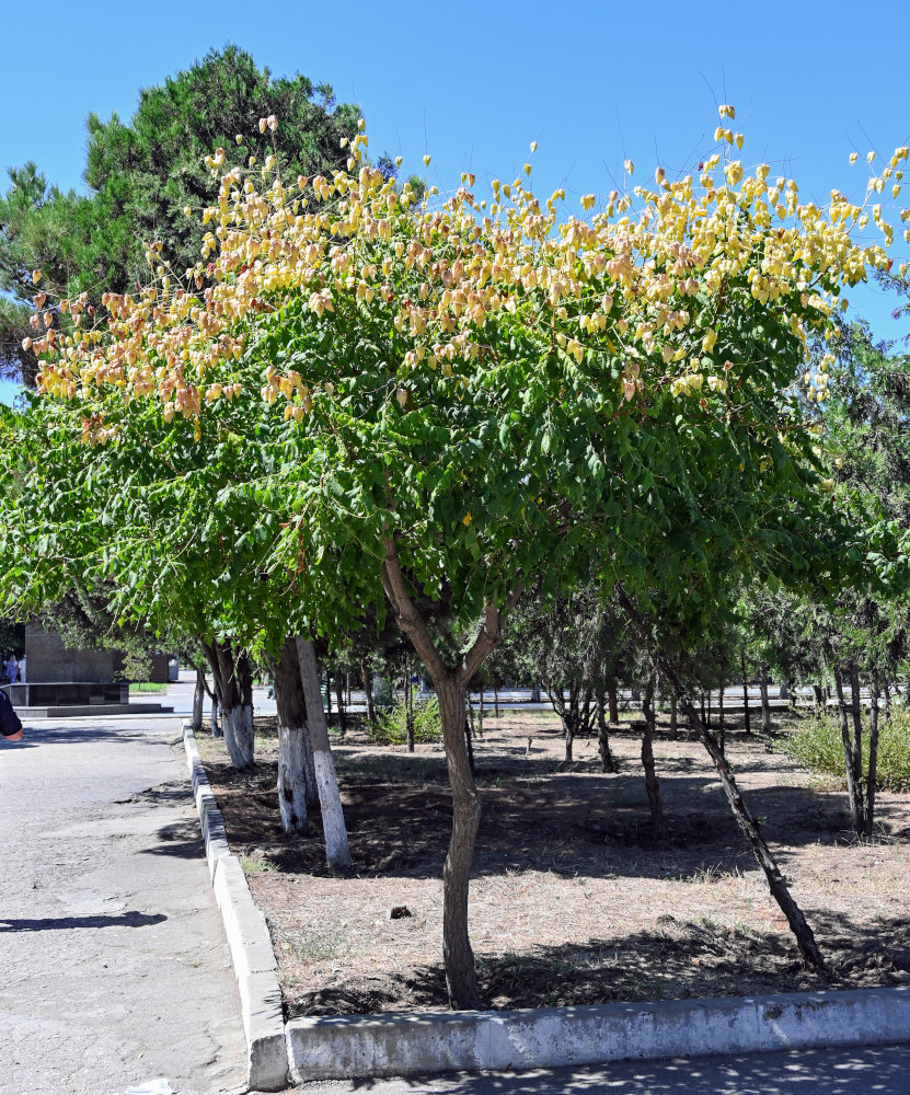 Изображение особи Koelreuteria paniculata.