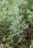 genus Artemisia. Вегетирующее растение. Челябинская обл., Кыштымский городской округ, оз. Сугомак, северный берег, вершина Голой Сопки, остепнённый участок. 3 июля 2023 г.