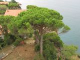 Pinus pinea. Взрослое дерево. Испания, Каталония, провинция Girona, Costa Brava, Sant Feliu de Guíxols. 23 октября 2008 г.