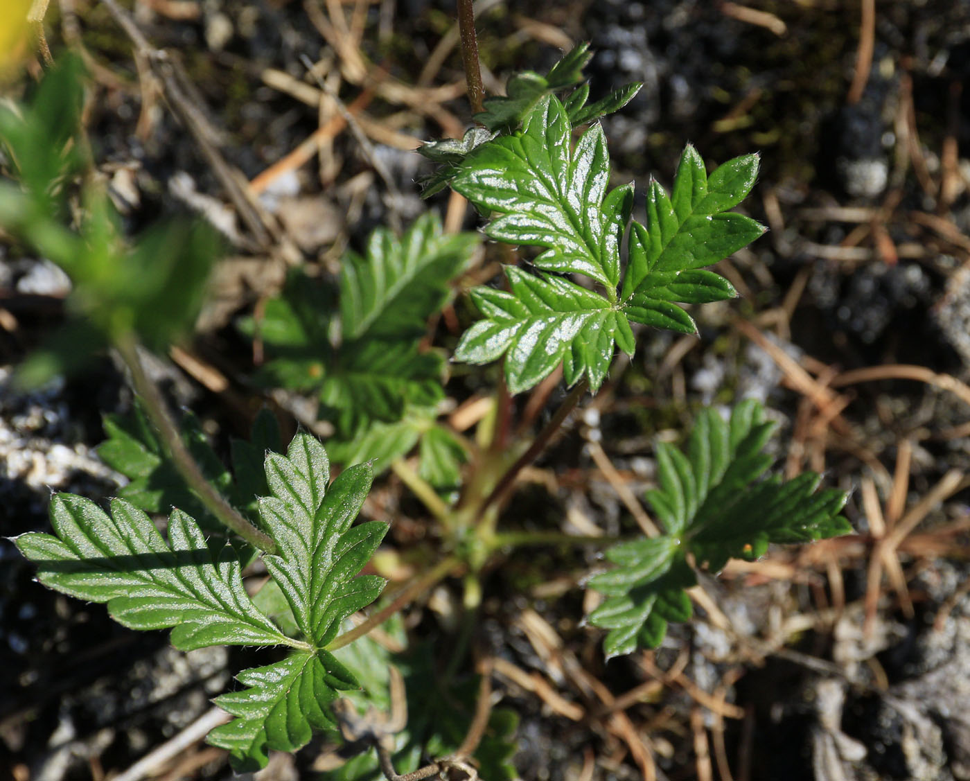 Изображение особи Potentilla arenosa.