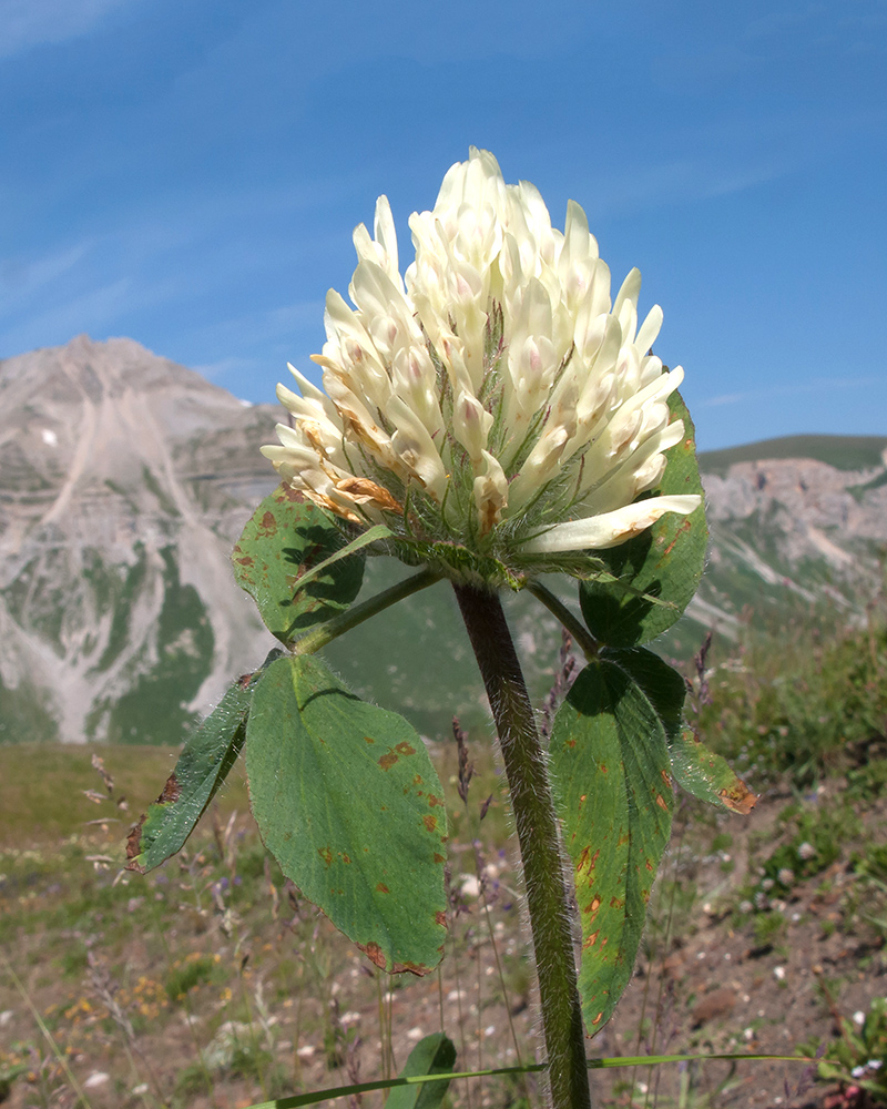 Image of Trifolium canescens specimen.