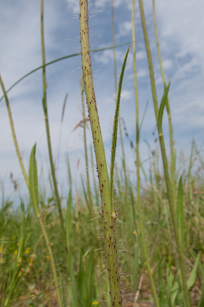 Image of Pilosella &times; auriculoides specimen.