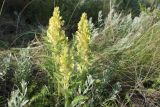 Смотреть изображение Pedicularis kaufmannii