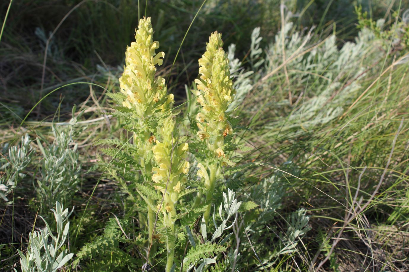 Изображение особи Pedicularis kaufmannii.