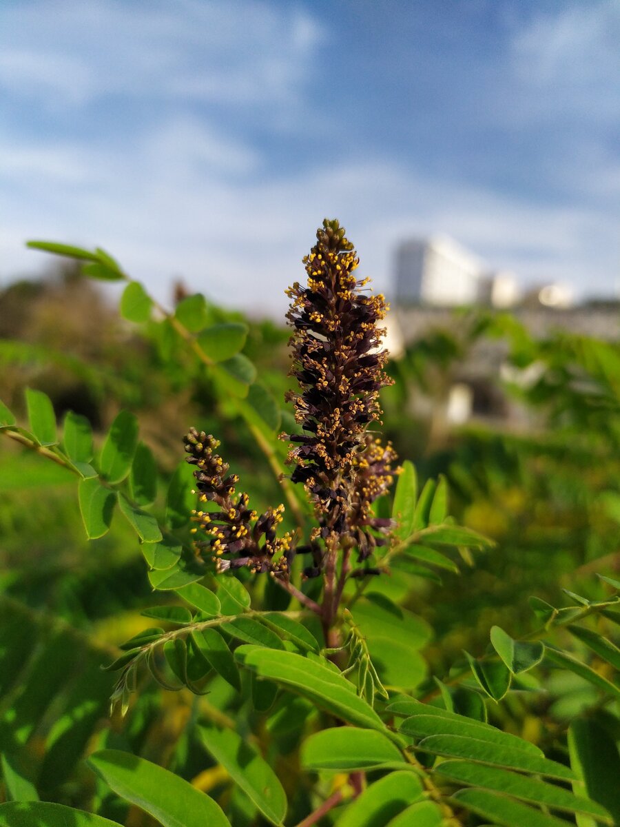 Изображение особи Amorpha fruticosa.