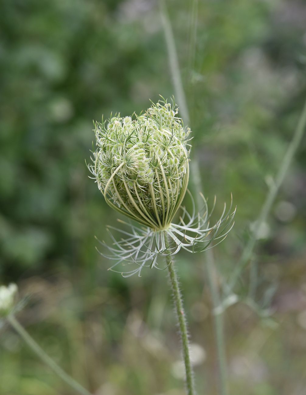 Изображение особи Daucus carota.