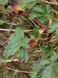 Potentilla crantzii. Прикорневые листья. Мурманская обл., окр. пос. Дальние Зеленцы, восточный берег Дальнезеленецкой губы, олуговелый склон. 06.08.2010.