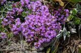 genus Thymus. Цветущее растение. Киргизия, Ошская обл., Памир, Заалайский хр., долина р. Ачик-Таш, ≈ 3600 м н.у.м., каменистый участок альпийского луга. 08.07.2022.